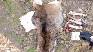 Pytliakov zveri, ktorých zadržali pri veľkej policajnej akcií, usvedčoval telefón. Jeden z nich sa postavil pred súd