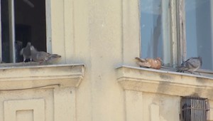 Polícia v Nových Zámkoch rieši výnimočný prípad. Ľudí ohrozujú holuby