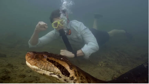 VIDEO: Vedci objavili nový druh anakondy. Ide o najväčšieho hada na svete