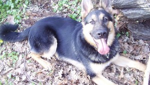 V Píle sa stratil Dino. Zrejme ho ukradli