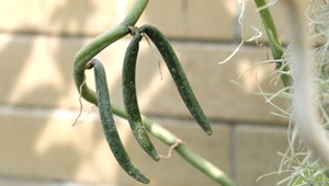 Obľúbená plodina v ohrození: Zmena klímy a Trump ohrozujú úrodu na Madagaskare