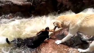 VIDEO: Pes zachránil psieho kamaráta z vodopádu