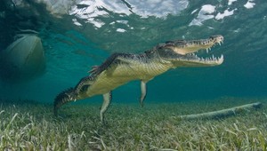 Austrálčan chcel prebrodiť rieku, zabil ho krokodíl