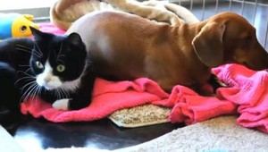 Dobrá správa pre majiteľov domácich miláčikov: Pes ani mačka nie sú aktívnym prenášačom Sars-CoV-2