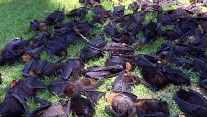 Zahynuli stovky netopierov, ich lokálna populácia klesla na tretinu