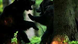 V lesoch nad Ľubietovou našli uhynuté medvede. Pitva ukázala zaujímavú príčinu smrti