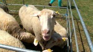 Slováci vyšľachtili špeciálnu ovcu. Môže dávať až dvakrát viac mlieka
