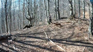 VIDEO: Medvedica prekvapila muža v lese. Ten jej zaťal sekerou do hlavy