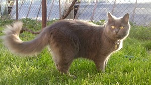 Hľadá sa mačka z okolia Lučenca, na krku má rolničku