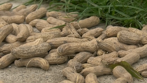 Prekvapivá úroda z Liptova: Arašidy sa úspešne pestujú aj na Slovensku