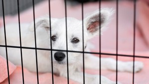 Partizánčan utýral na smrť susedkinho psa