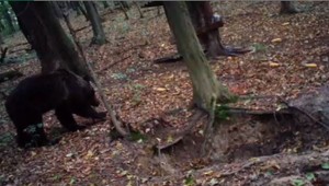 Ľudia v okolí Humenného sa cítia ako v Tatrách. Po záhradách im behajú medvede