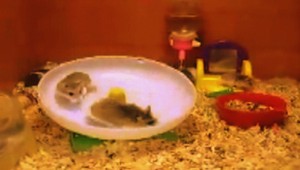 VIDEO. Škrečkovia na divokom kolotoči