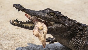 Odkiaľ sa vzal výraz krokodílie slzy? To nikdy neuhádnete!