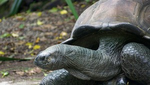 Vyše storočná korytnačka vo viedenskej zoo absolvuje fitnes-tréning