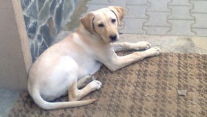 Hľadá sa Elly, fenka zlatého labradora