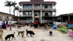 Muž pomáha postihnutým psíkom. Stačí mu OBYČAJNÁ VEC