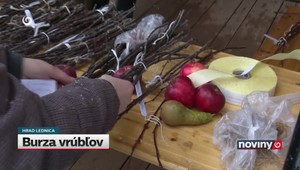 Burza vrúbľov starých odrôd ovocia