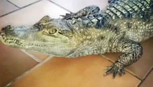 Obvinený v kauze Plačková doma choval krokodíla