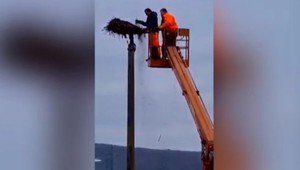 VIDEO, ktoré pobúrilo Slovensko: Bocianom zbúrali 30-ročné hniezdo, ľudia poriadne zúria