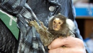 Len deň a už má maniere! Opička Mišo zo seriálu ZOO má davy obdivovateľov