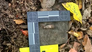 Spoločenská hodnota medveďa je minimálne 5 000 eur. Prípady nelegálne zastrelených zvierat pribúdajú