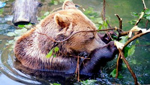 Tatranci si bránia medvede. Riešiť to má vláda