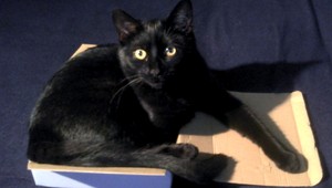 Pomôžte nájsť stratenú čiernu mačku Sáru