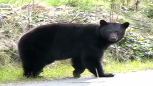 Našli telo 16-ročného chlapca. Na pretekoch ho napadol medveď