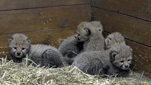 V pražskej ZOO sa narodili samici geparda pätorčatá