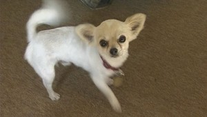 Stratila sa vám čivava? Túto našli v Spišskej Novej Vsi