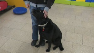 Zákon nestanovuje dobu, ktorú majú asistenčné psy odpracovať. Krajniak chce tieto legislatívne diery vyriešiť