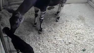 VIDEO: Narodilo sa mláďa okapie. Štvornohé bábätko už po polhodine začalo chodiť