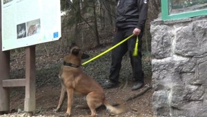 Policajné psy v bojnickej zoo: Na cvičení hľadali zbrane, drogy a výbušniny