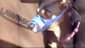 Za brešúcich psov dostala ich majiteľka pokutu vyše 2000 eur