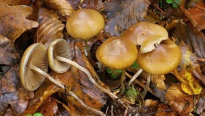 Stovky lysohlávok v kufri: Prichytenému Slovákovi hrozí väzenie