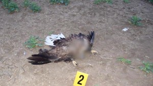 Na západe Slovenska našli uhynuté chránené dravce. Páchateľovi hrozí až päť rokov väzenia