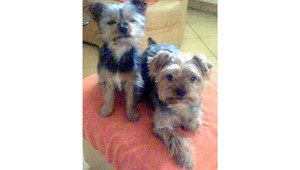 V obci Halič sa stratili tieto dva psíky! Odmena istá