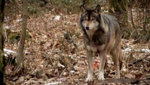 Vlci zahnali jelenicu k domu starostu, tu uhynula