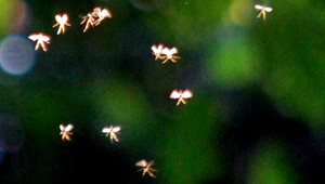 FOTO. Univerzitný profesor zachytil rozprávkové víly!