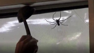 Vzbudzujú strach a úzkosť, aj keď zaberajú len roh izby. Arachnofóbia sa ale dá liečiť