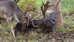 FOTO: Poľovníci zachraňovali dvoch danielov. Vysileným zvieratám pomohli v poslednej chvíli