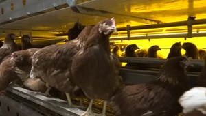 Nová hala pri Hlohovci ročne vyprodukuje 12 miliónov vajec z voľného chovu