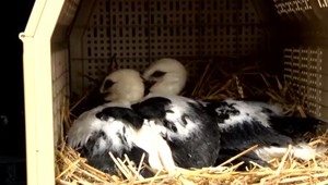 VIDEO: Bocianom našli novú rodinu. Televízia JOJ bola pri tom