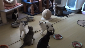 Fenka Pampi a jej pán rozbehli projekt na kastráciu mačiek s cieľom zabrániť premnoženiu