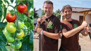 Chcete mať bohatú úrodu paradajok? Polievajte ju TÝMTO roztokom a budú rásť ako divé!