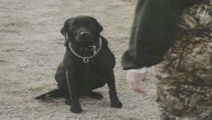 VIDEO: Pes strelil poľovníka do zadku