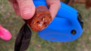 Majitelia psov musia byť na pozore. Niekto úmyselne dáva do trávy potravu s nebezpečnou prísadou