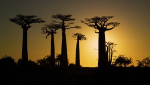 Čarovná prechádzka Madagaskarom: Nádherné časozberné video tamojšej prírody vás uchváti