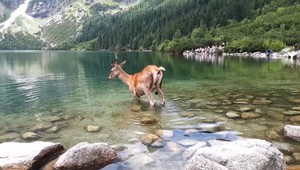 Z tatranských lesov až k Morskému oku. Jeleň sa rozhodol prekročiť hranice